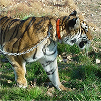 Captive Wildlife Link